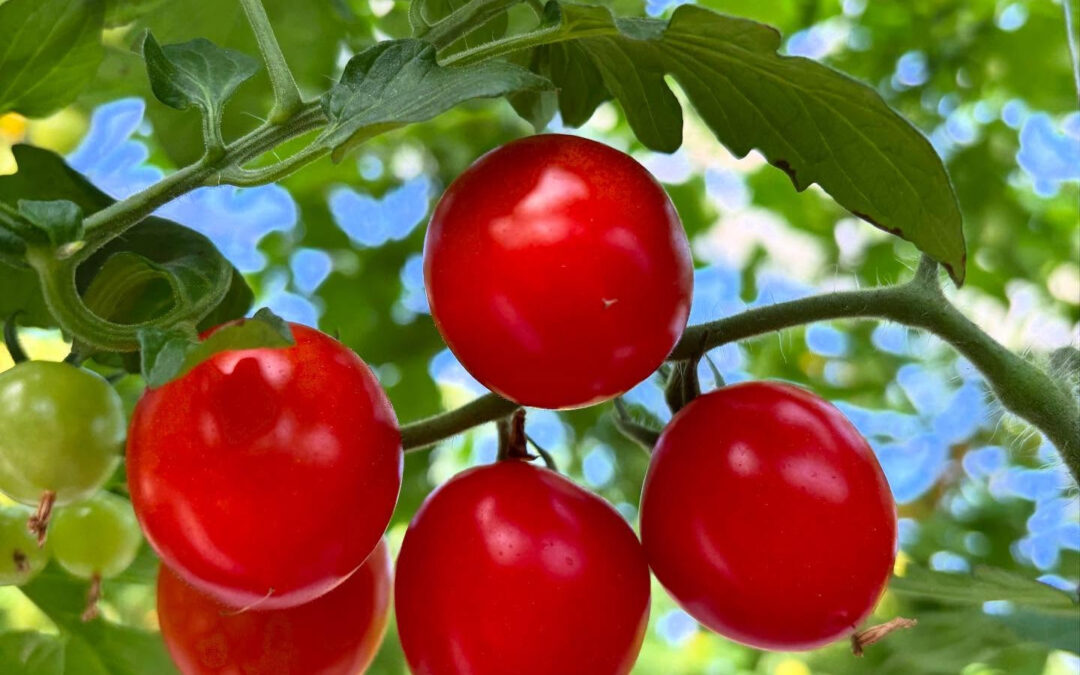 今年最後の出店となります
