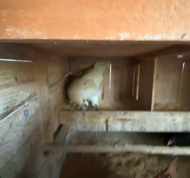 アローカナという南米出身の鶏を飼っています‼️