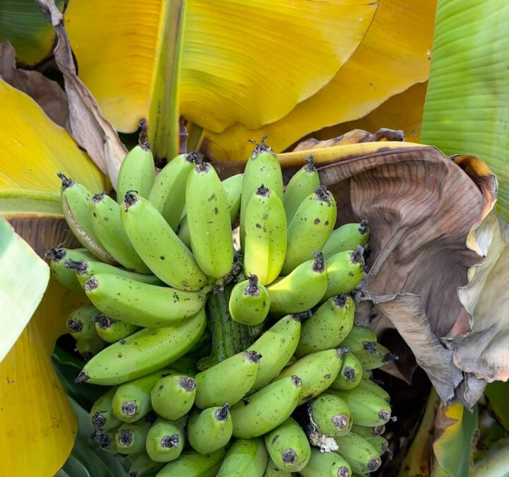 今年はたくさんバナナ実りました