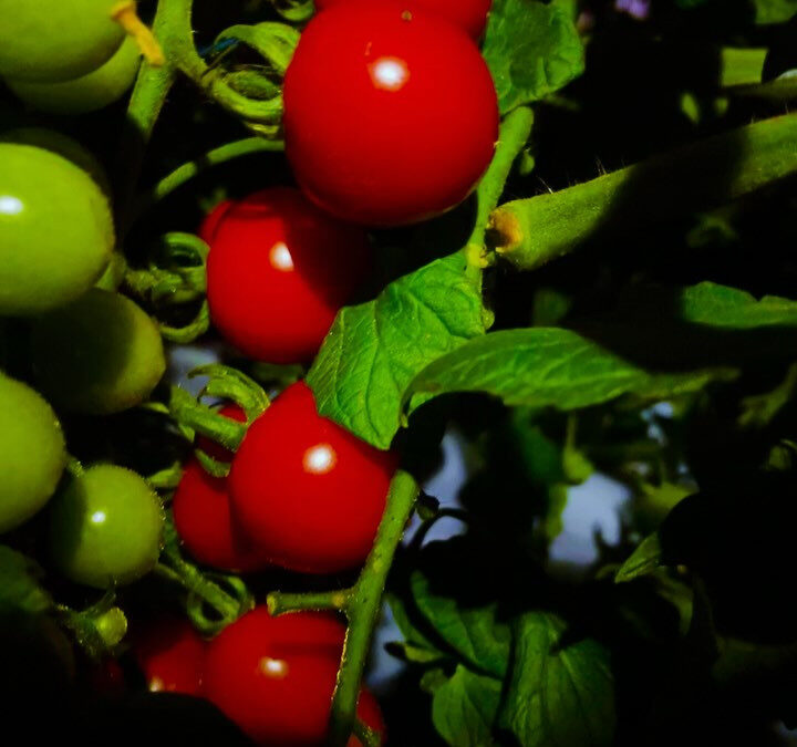 三重県志摩市のERiNA selectでは、伊勢志摩のヒラク