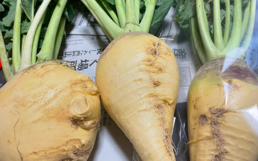 今日は、スウェーデンカブとも呼ばれる「ルタバガ」についてご紹