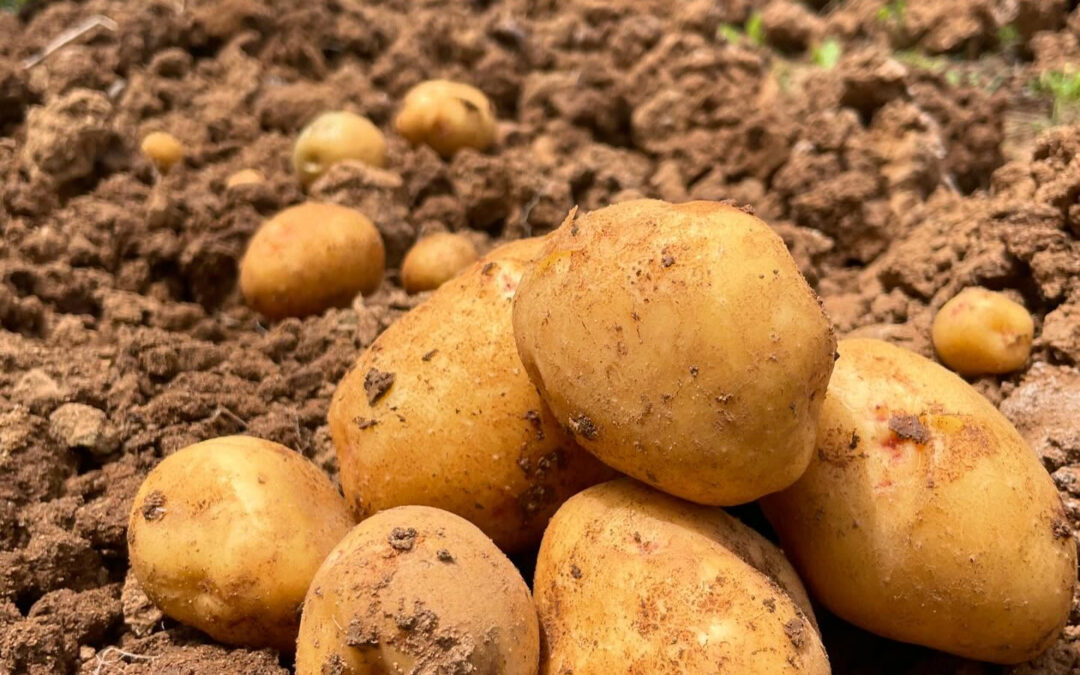 今日は「北あかり」というジャガイモをご紹介します✨