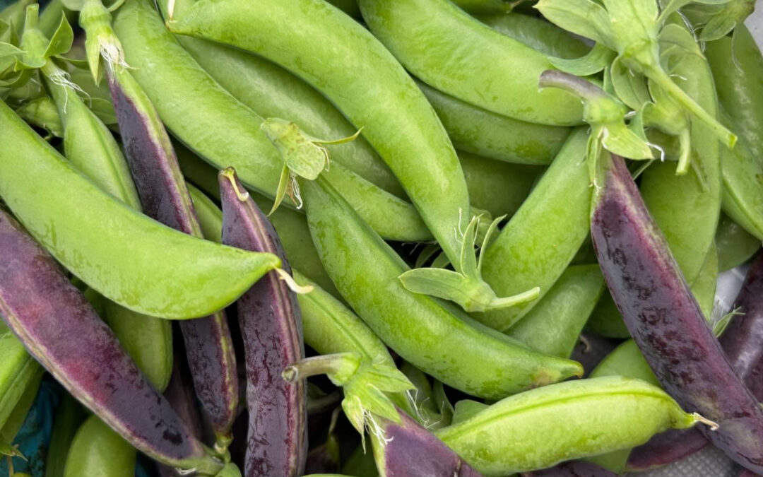 スナップエンドウが収穫できました✨