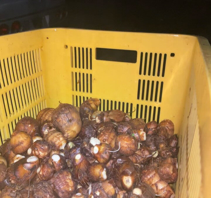 里芋にはさまざまな種類があるのをご存知でしょうか？