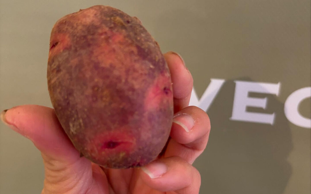 ちょっと変わったジャガイモ紹介します