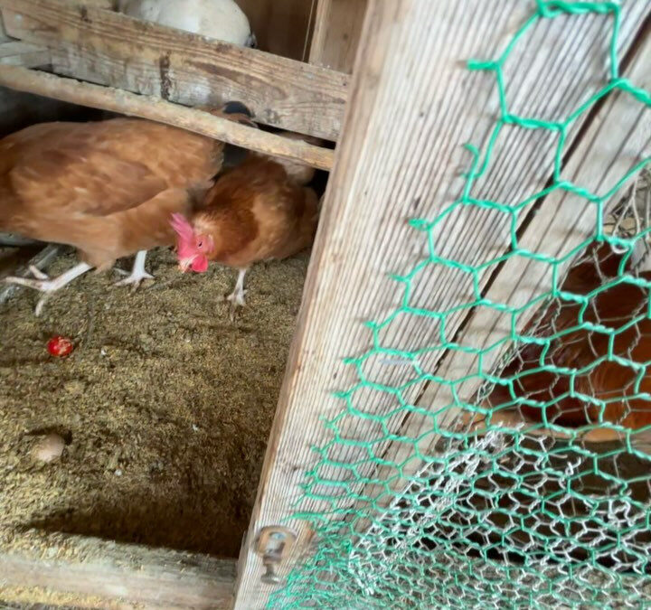 伊勢志摩の実家には、