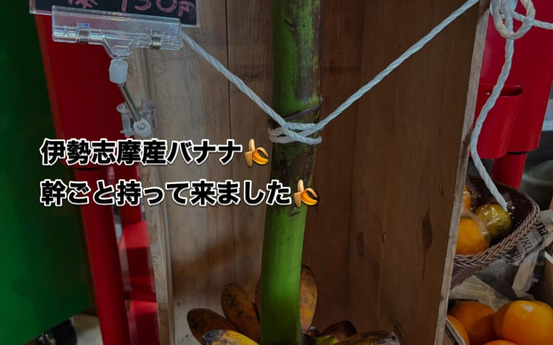 伊勢志摩産バナナ‼️