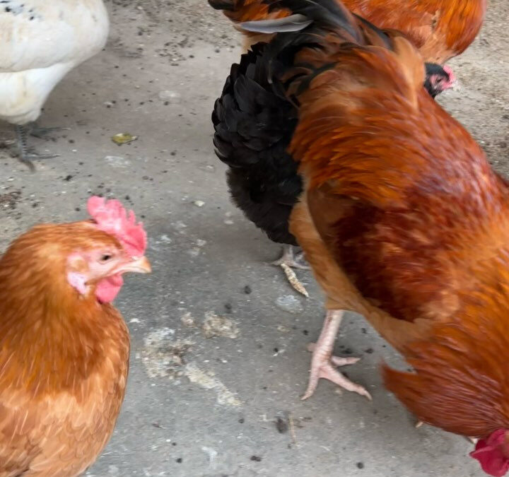 実家では、ニワトリ2種類飼っていて、