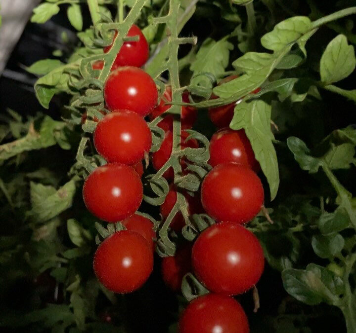 三重県志摩市のERiNA selectでは、伊勢志摩のヒラク