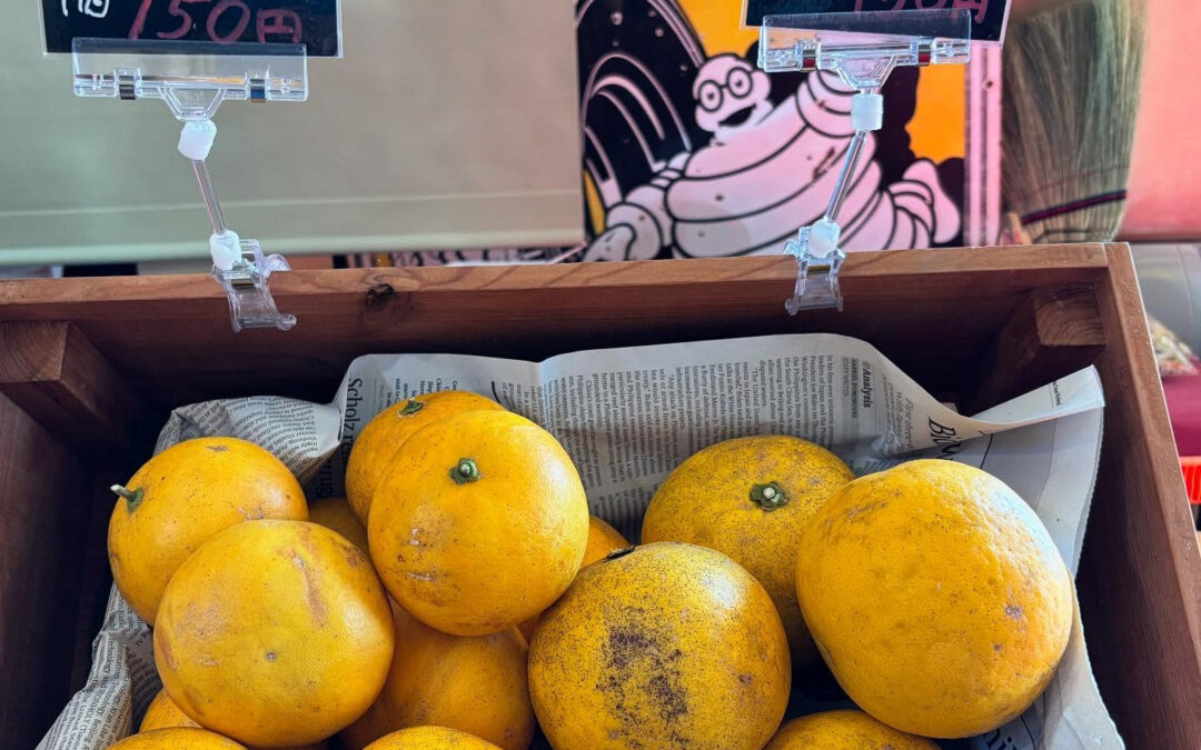 今年も柑橘の季節がやってきました✨