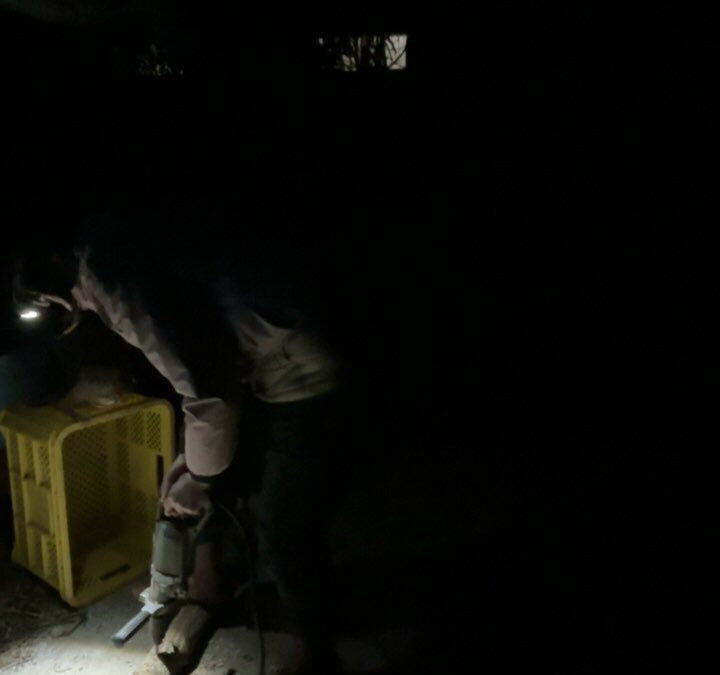 しいたけがやっと顔を出してきました