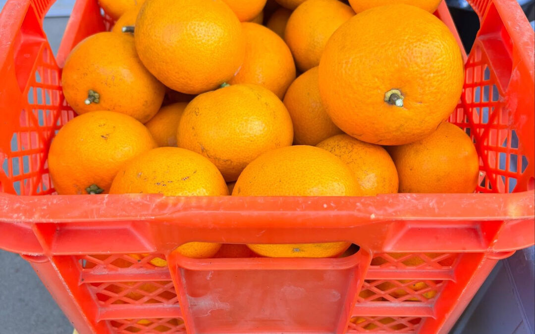 はっさくが大量に収穫できました✨