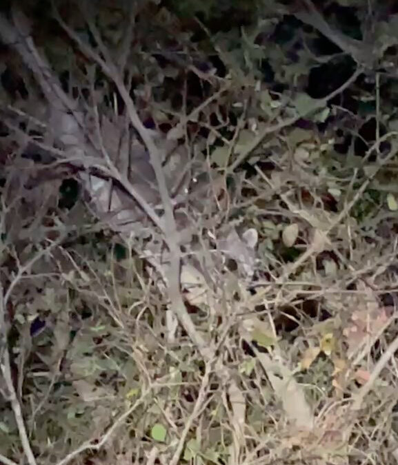 伊勢志摩と聞くと、多くの方が美しい海を思い浮かべるかもしれま