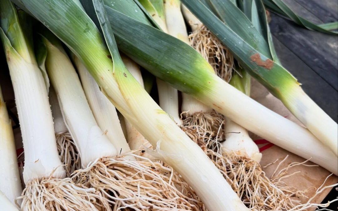 西洋ネギのリーキが、ついに販売開始です✨