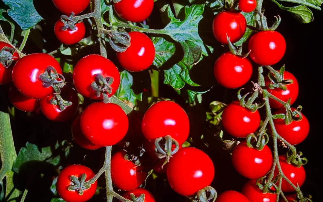 おはようございます