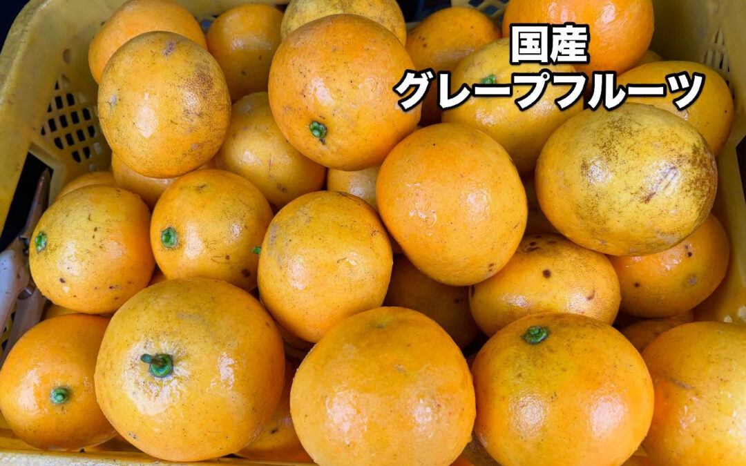 伊勢志摩の大地で育った国産グレープフルーツを収穫しました✨