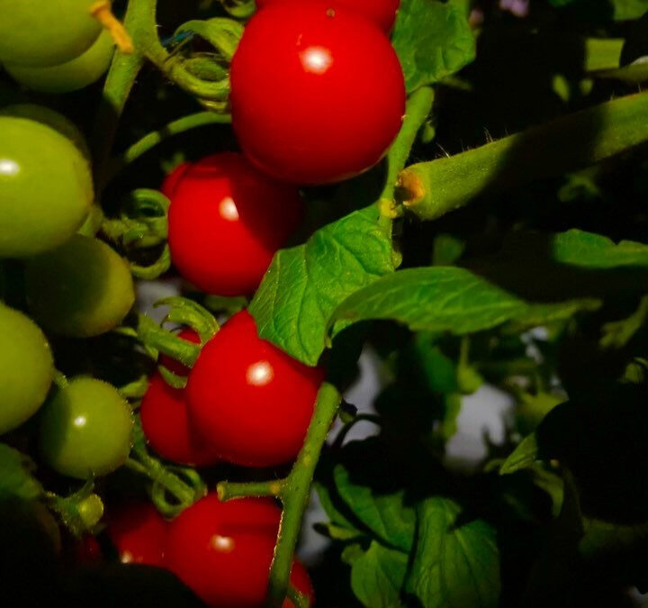 いつもミニトマトを購入していただき、誠にありがとうございます