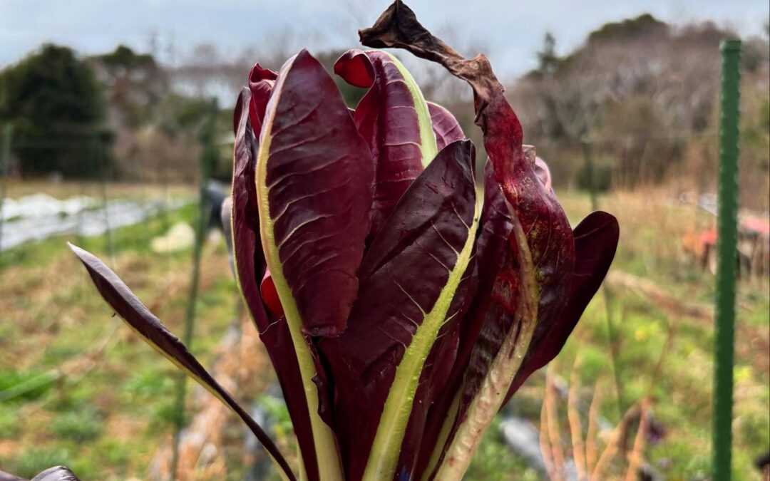 チコリを販売します️