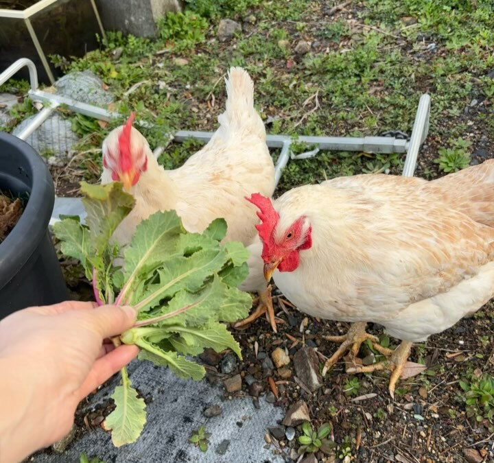 春が近づいてきていると感じられる今日この頃☺️