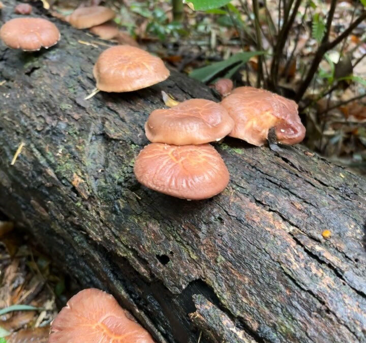 とても珍しい天然しいたけ