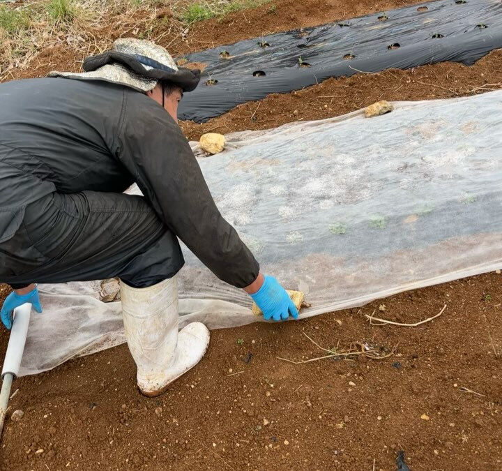 にんじんの芽がやっと顔を出してきました