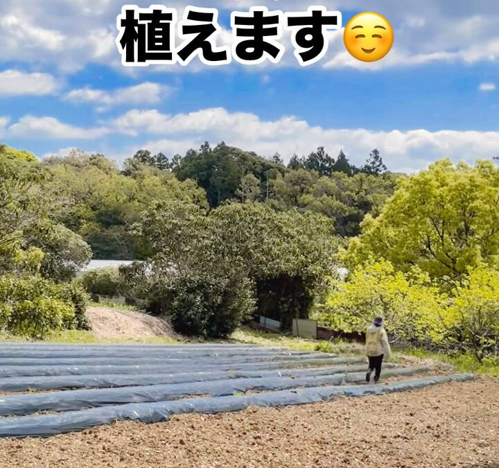 生姜植えました