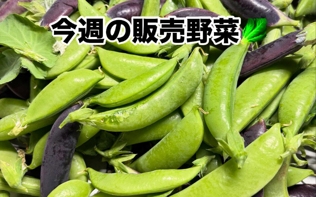 今週販売する野菜は✨