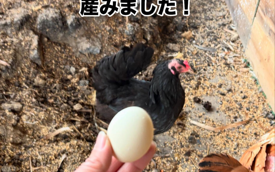 ERiNA selectで販売している卵は、一つ一つが特別な