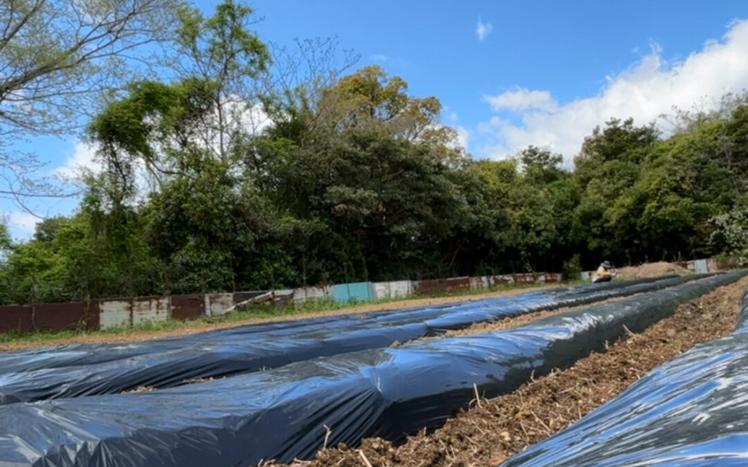 春は種まきや苗植えに大忙しです✨