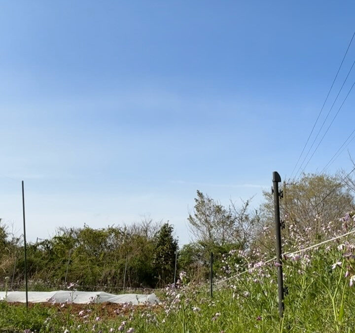 だんだん暖かくなってきて嬉しい！