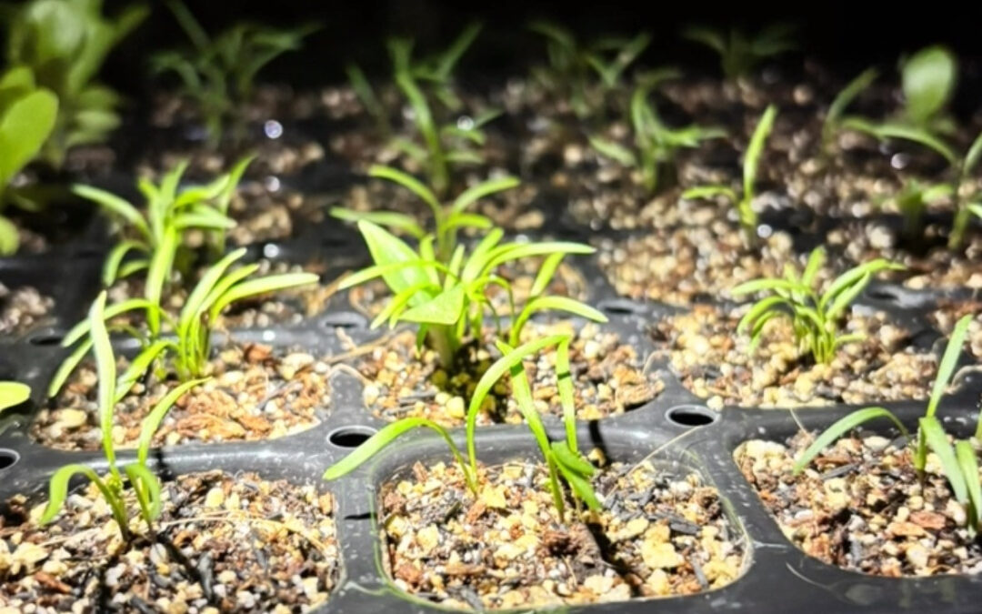 野菜は基本種から育ててます‼️