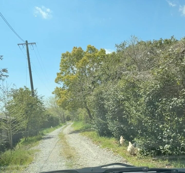 一番年配の雌にわとりが2羽います