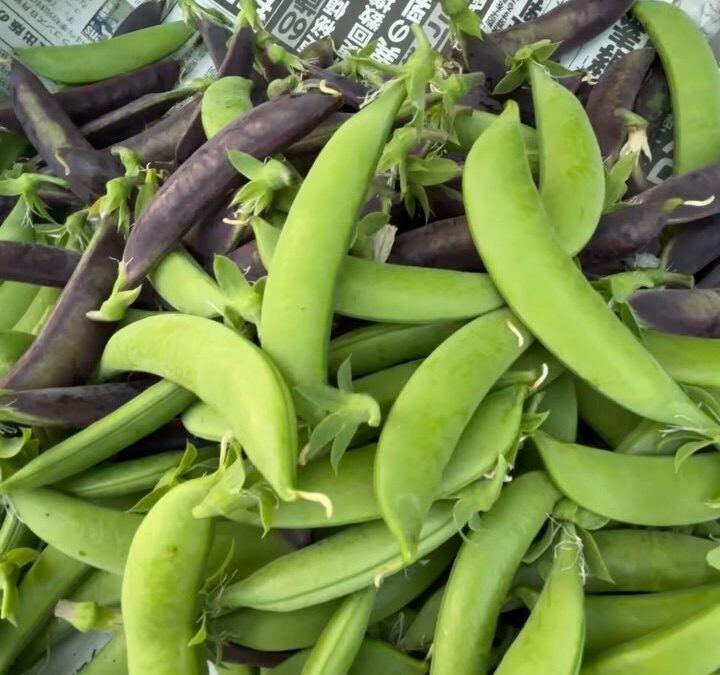 今年は実験的に紫スナップエンドウも作ってみました‼️