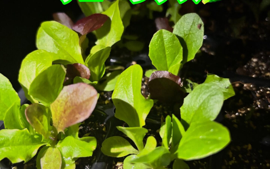 タネからやっと芽が出てきて