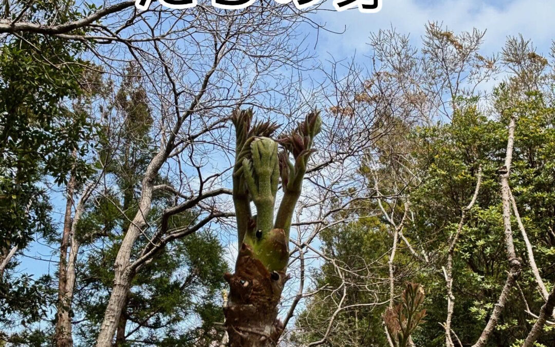 春が来ました‼️