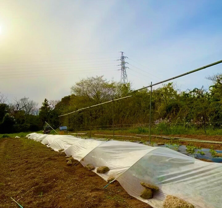 天気が良い日は畑作業！！