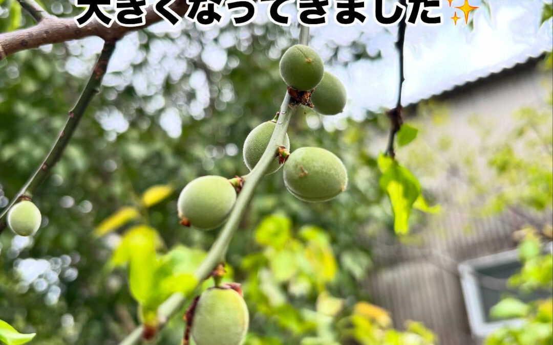 畑は春の訪れを告げるようにいろんな野菜の花が咲き始めました！