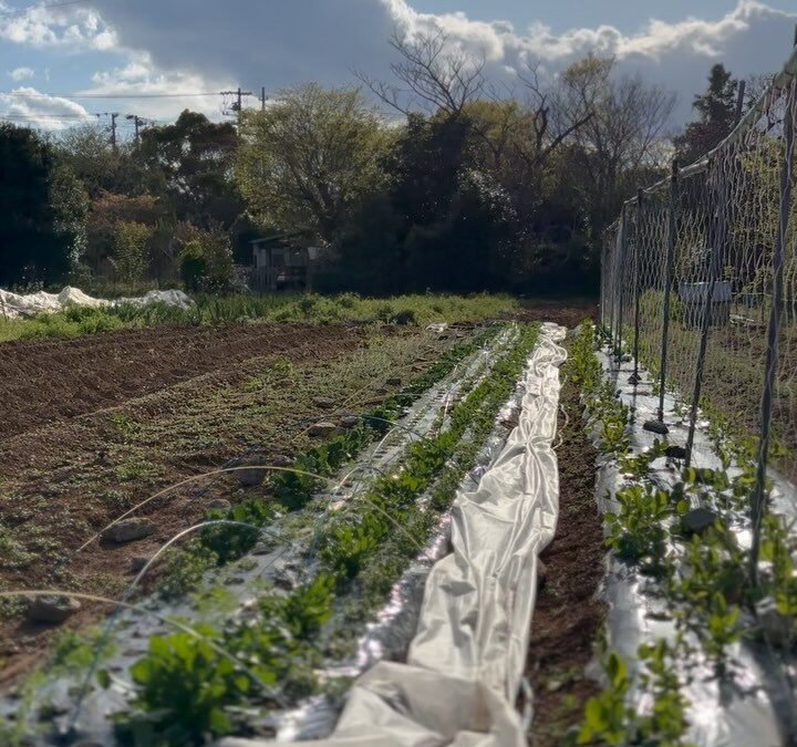 ほうれん草収穫できました✨