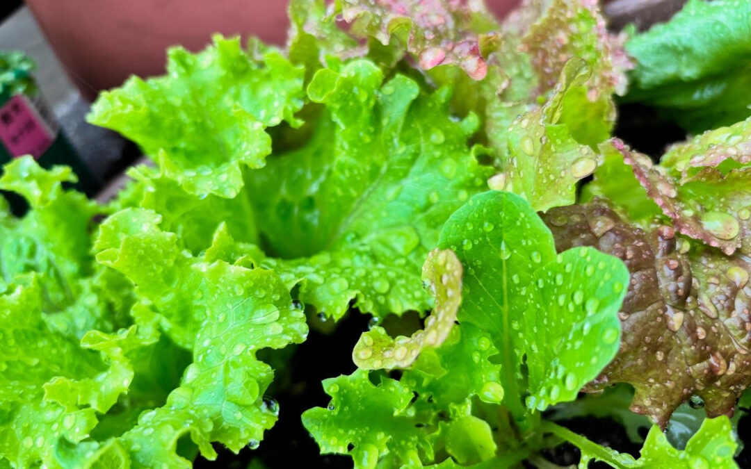 今朝収穫した新鮮なリーフレタスなど