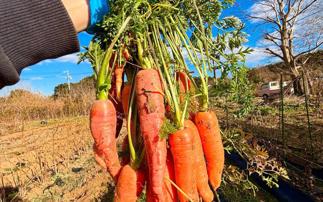 今回販売しているニンジンの品種名は
