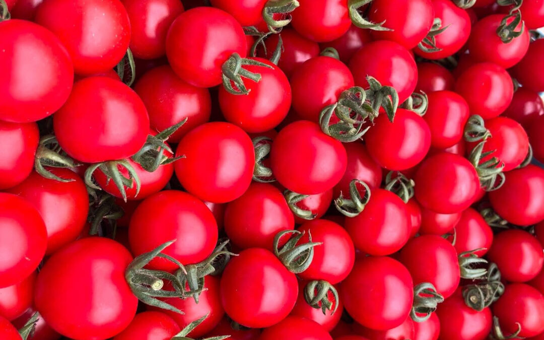 最近売り切れてましたドライミニトマト