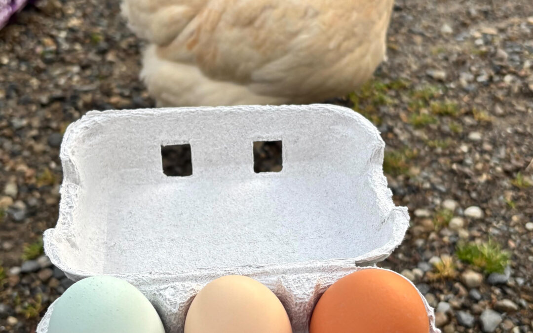 ニワトリの走り方がかわいいです