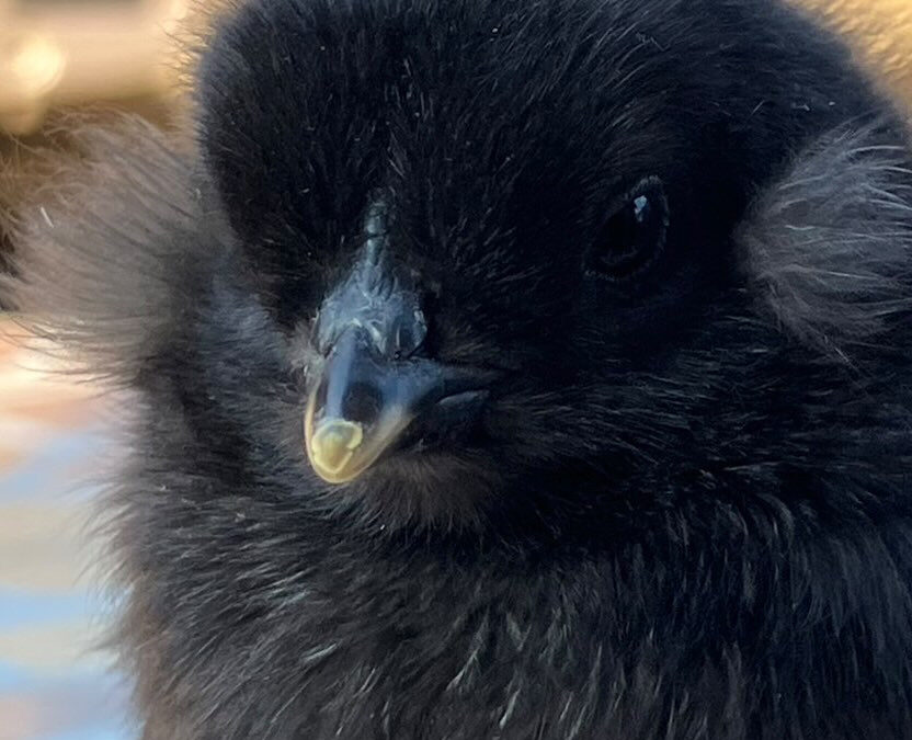 去年生まれたアローカナ(ニワトリ)が