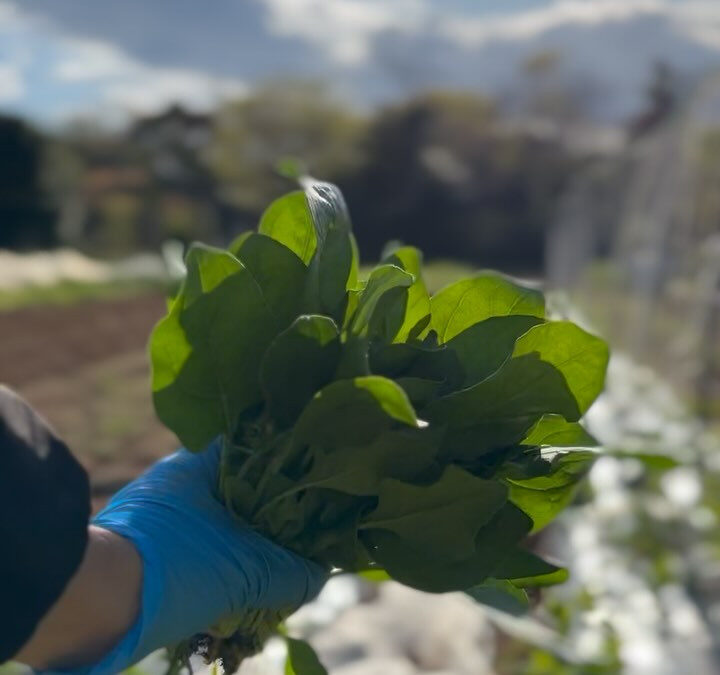 おはようございます