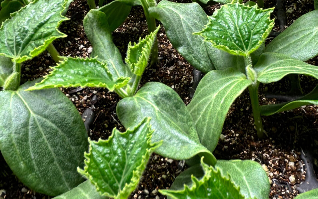 空がとても綺麗だったので‼️