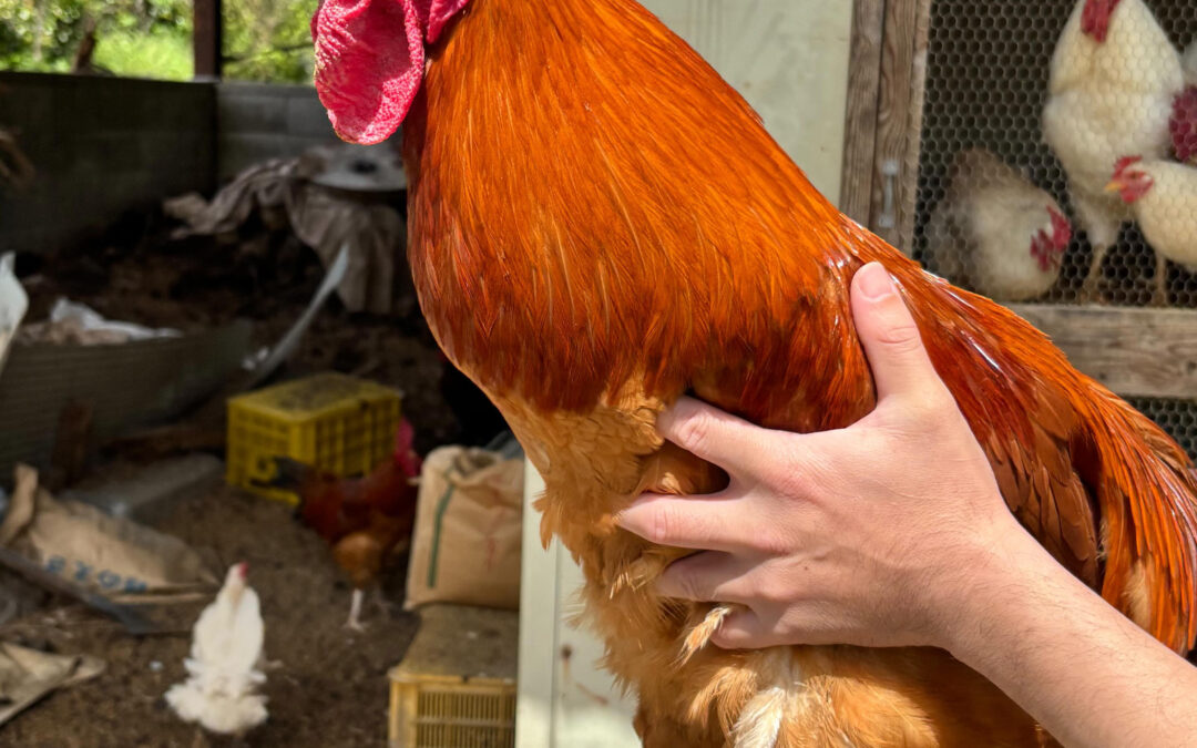 今現在飼っているニワトリの品種は