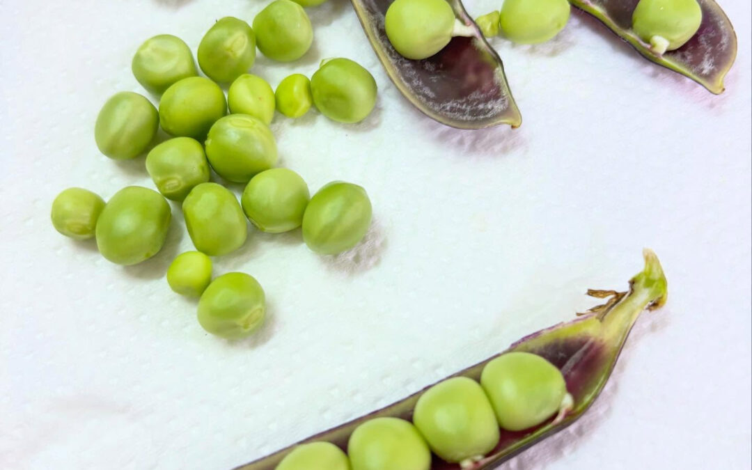 古代エジプトの王様