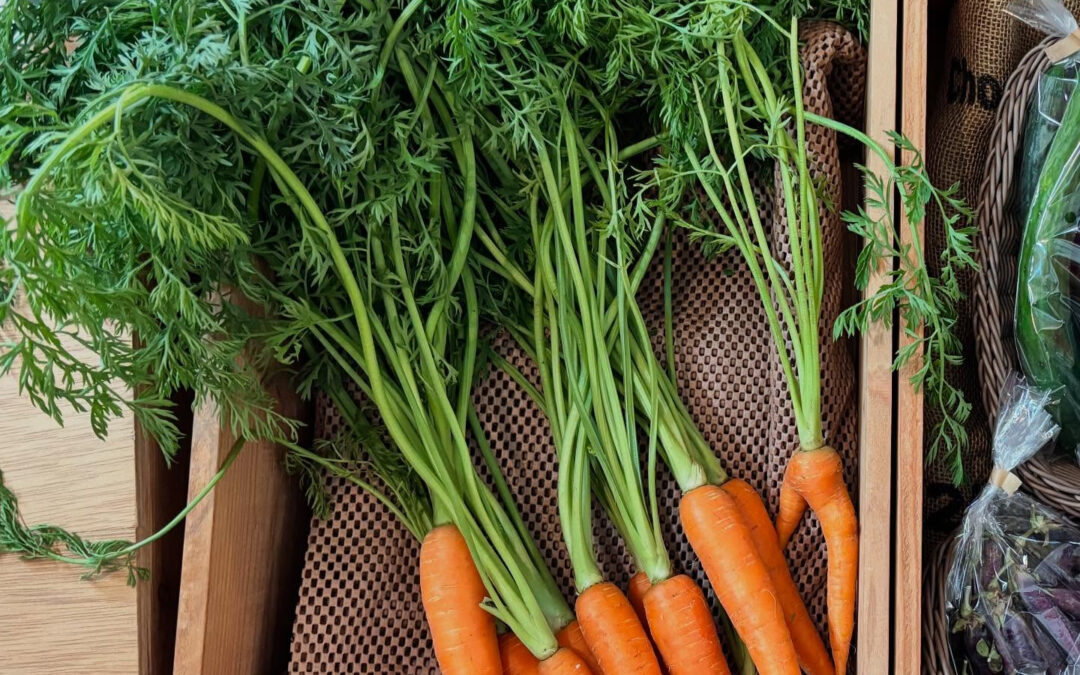 にんじん収穫できました