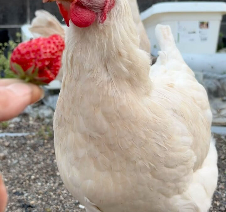 いちごを食べるニワトリ