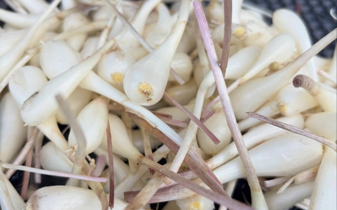 島らっきょうは平安時代に薬草として伝来して、